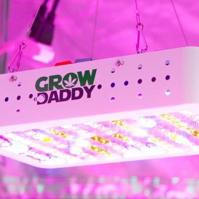 Grow Daddy