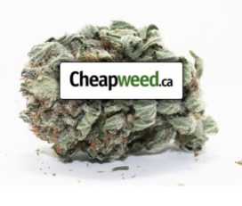 Cheapweed.ca – Buy Cheap Weed Online