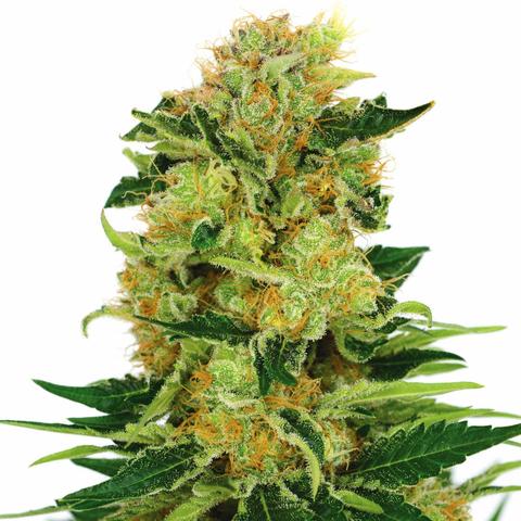 hybrid-pineapple-haze-cannabis