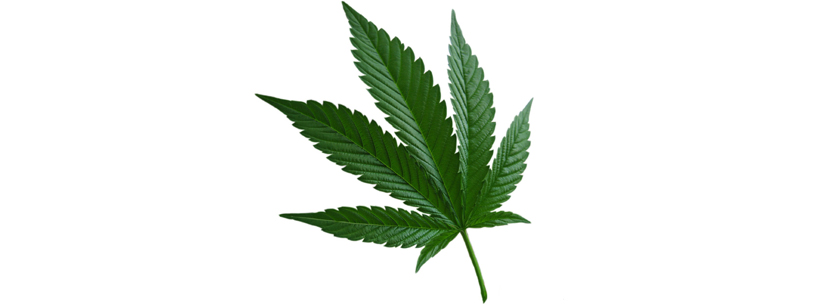 what is indica-cannabis-leaf