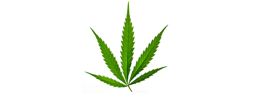 what is sativa-cannabis-leaf