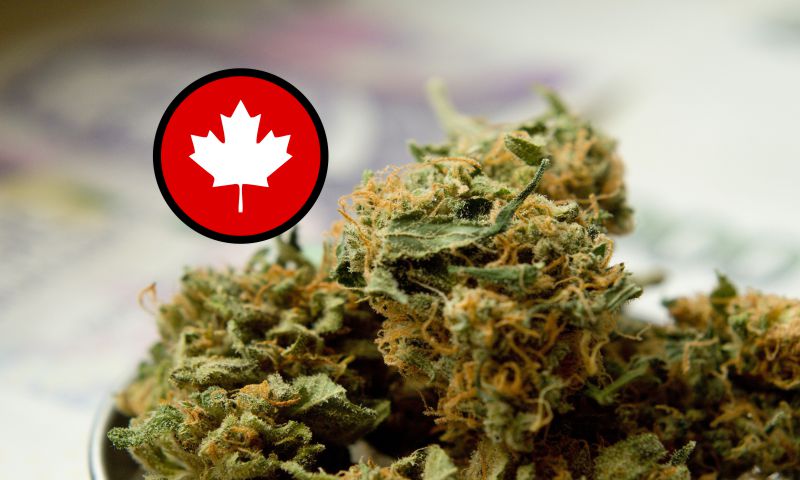 Wholesale-Bud-Canada–Best-Dispensaries-Wholesale-Weed-feature