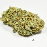 FREE AAAA+ CRAFT CANNABIS