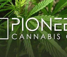Pioneer Cannabis Co Burlington