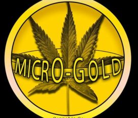 Micro Gold Cannabis