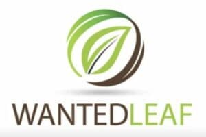 the-wanted-leaf-cannabis