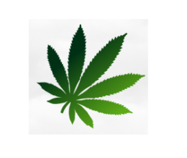 Cannabis Supply Co. – Barrie