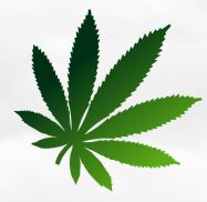 cannabis-supply-co-barrie