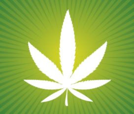 Green Solution Cannabis – Barrhead