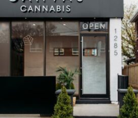 CANVAS Cannabis – Mount Dennis