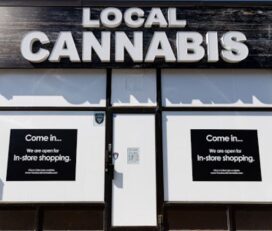 Your Local Cannabis – Scarborough