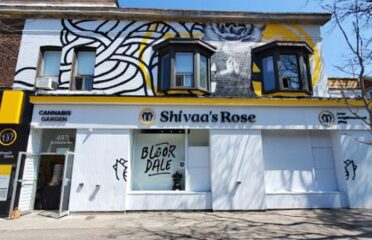 Shivaa’s Rose – Toronto