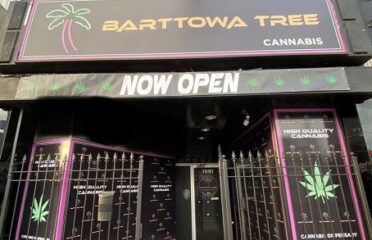 Barttowa Tree Cannabis – Hamilton