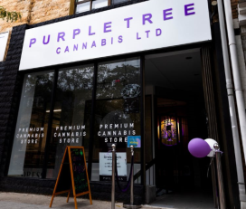 Purple Tree Cannabis on Roncesvalles