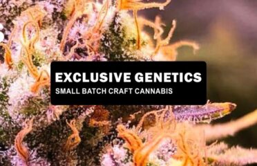 Exclusive Genetics Craft Cannabis