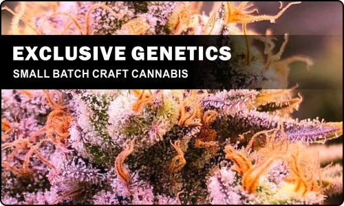 Exclusive Genetics Craft Cannabis
