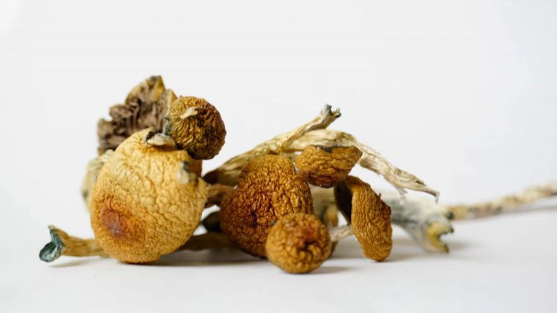 Penis Envy Magic Mushrooms Online in Canada